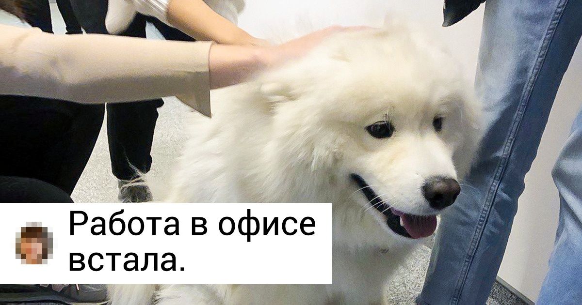 18 животных, милота которых затмит любые плохие новости