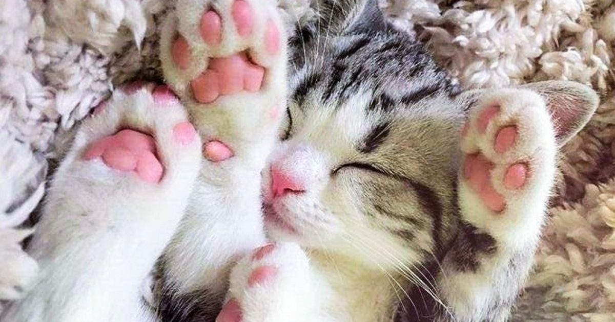 20 животных, очарованию которых невозможно сопротивляться дольше секунды
