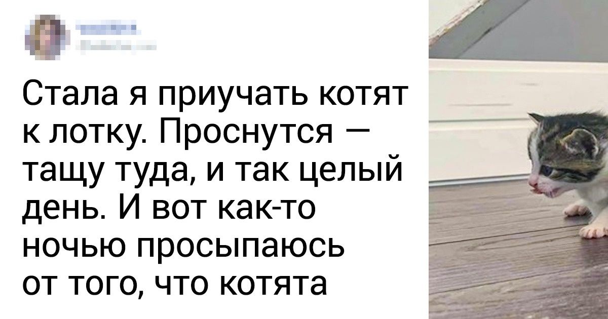 20 животных, которые не скрывают, что они дьявольски умны и чертовски сообразительны 20 животных, которые не скрывают, что они дьявольски умны и чертовски сообразительны
