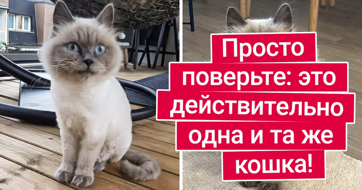 20+ бездомных хвостиков, которые попали в любящие руки. И теперь нет никого счастливее их 20+ бездомных хвостиков, которые попали в любящие руки. И теперь нет никого счастливее их