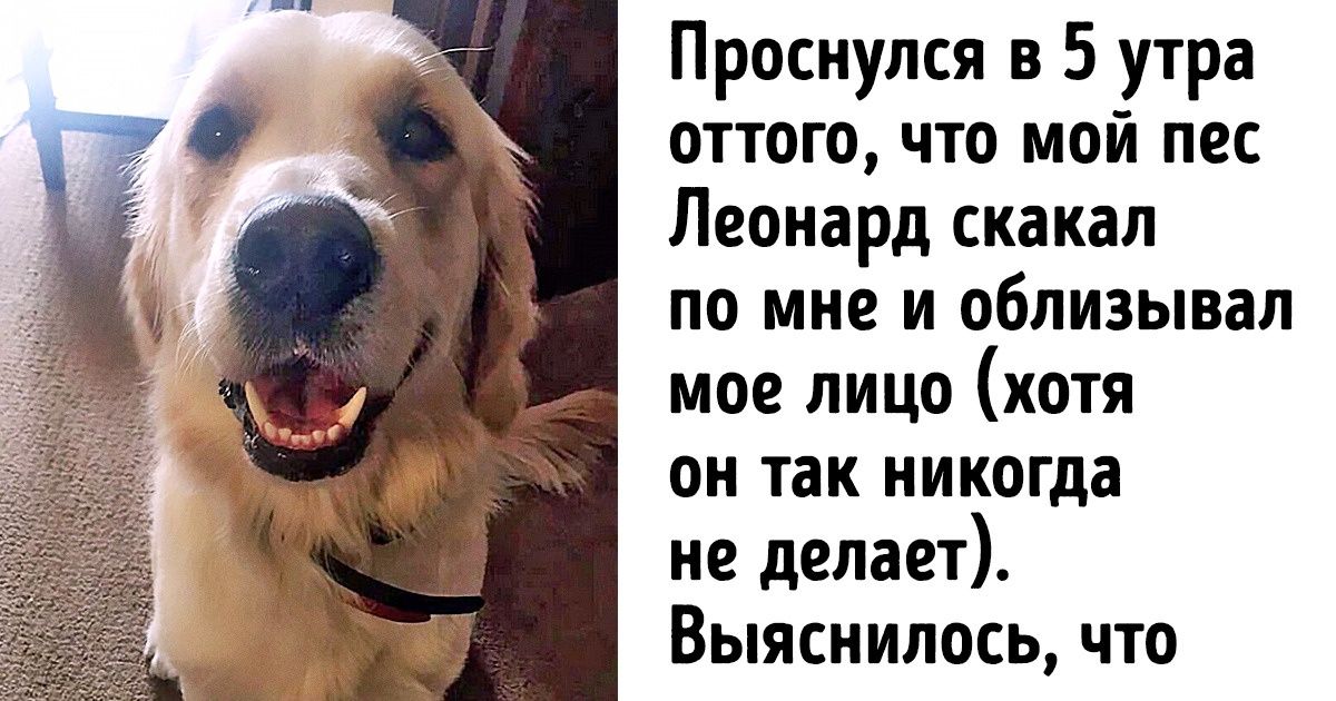 20+ доказательств того, что не только люди заботятся о собаках, но и наоборот