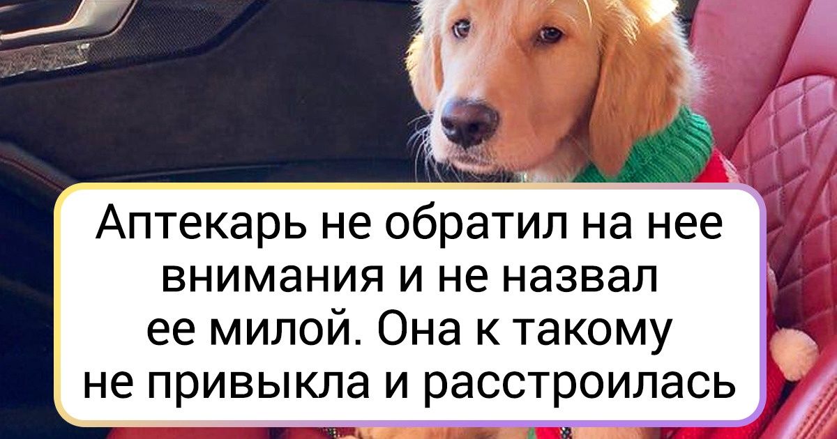 19 животных, чьей игре эмоций позавидует любой драматург 19 животных, чьей игре эмоций позавидует любой драматург