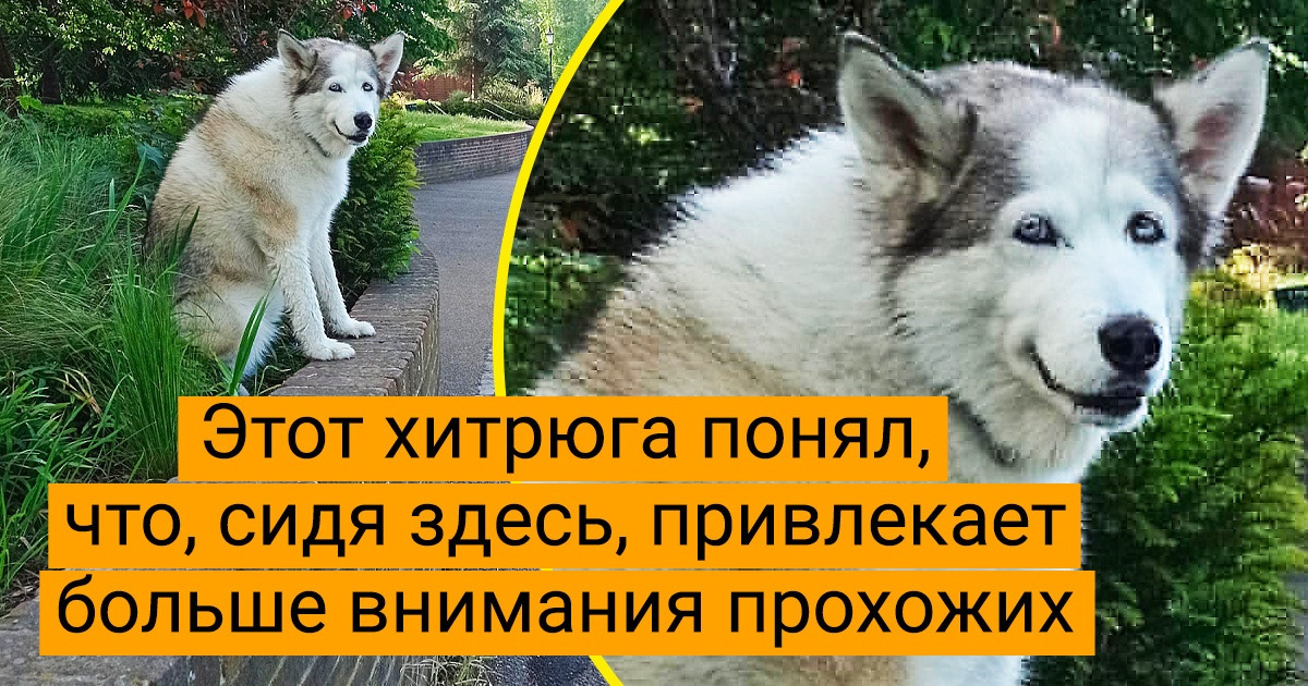 18 пушистых нахалов, которые на 100 % уверены, что мир вращается вокруг них 18 пушистых нахалов, которые на 100 % уверены, что мир вращается вокруг них