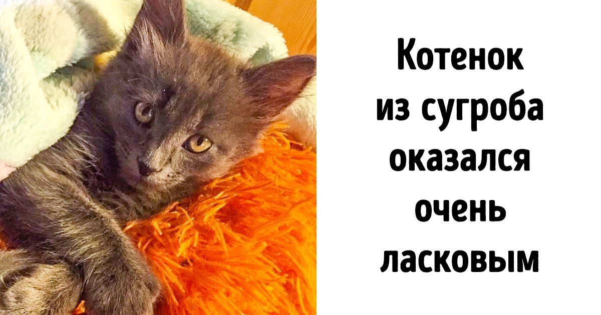 Ты навсегда в ответе за всех кого приручил картинка