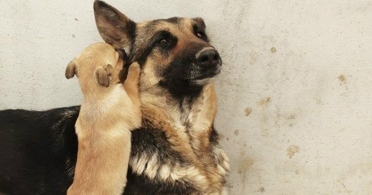 27 фотографий, которые «целятся» в самое сердце 27 фотографий, которые «целятся» в самое сердце