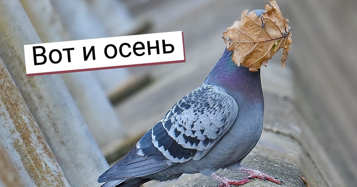 20+ снимков животных с конкурса комедийной фотографии, которые можно отправлять друзьям вместо мемов 20+ снимков животных с конкурса комедийной фотографии, которые можно отправлять друзьям вместо мемов