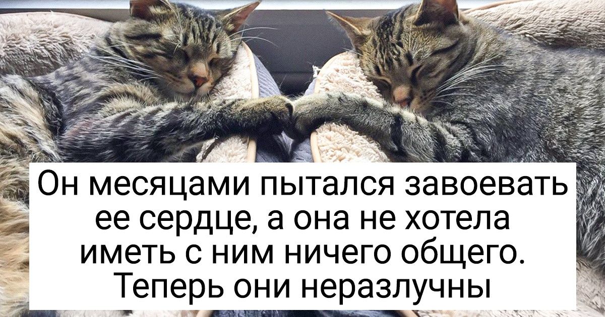 20+ животных, которые наплевали на стереотипы и стали неразлучными друзьями 20+ животных, которые наплевали на стереотипы и стали неразлучными друзьями