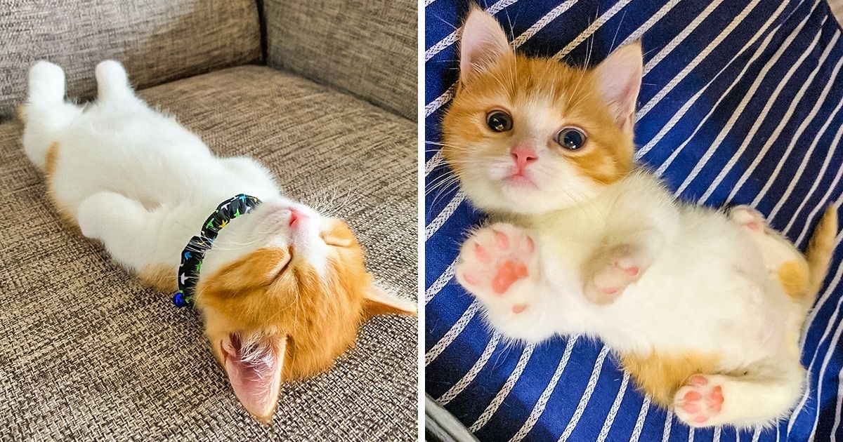 13 фото, которые доказывают, что жизнь без котов была бы серой и унылой 13 фото, которые доказывают, что жизнь без котов была бы серой и унылой