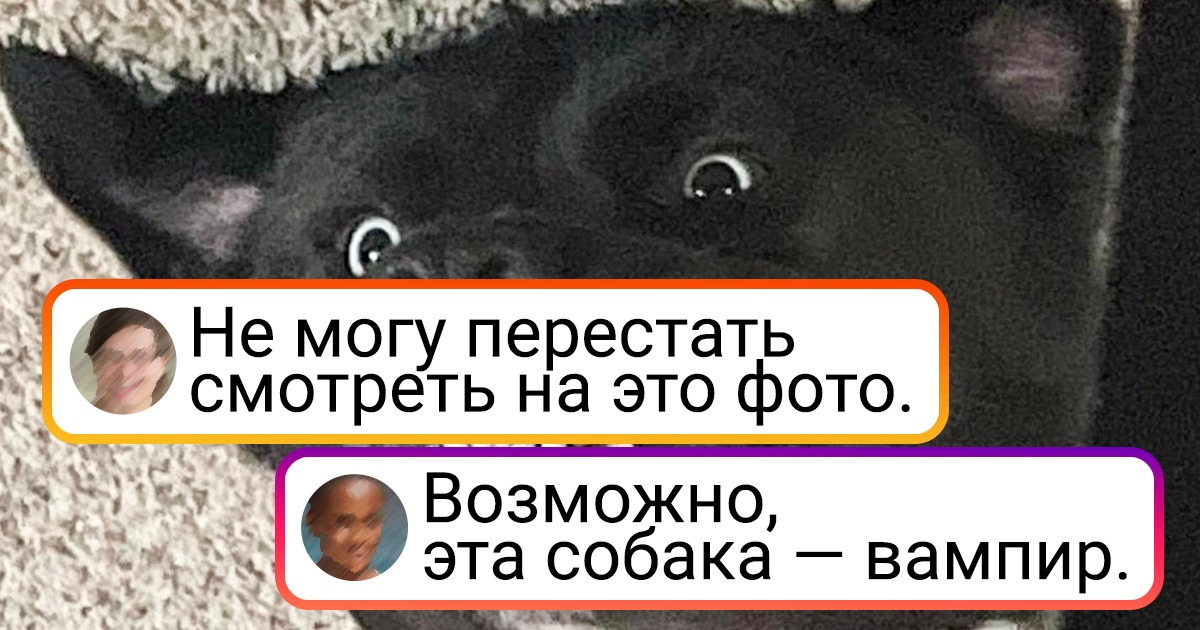 15+ собак, которые как бы говорят: «Эй, человек, хорош грустить, лучше взгляни, как я могу» 15+ собак, которые как бы говорят: «Эй, человек, хорош грустить, лучше взгляни, как я могу»