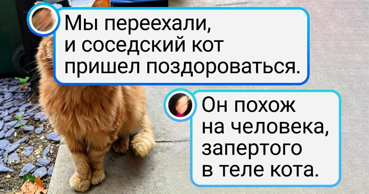 19 питомцев, которые были бы заурядными животинами, если бы не одна изюминка