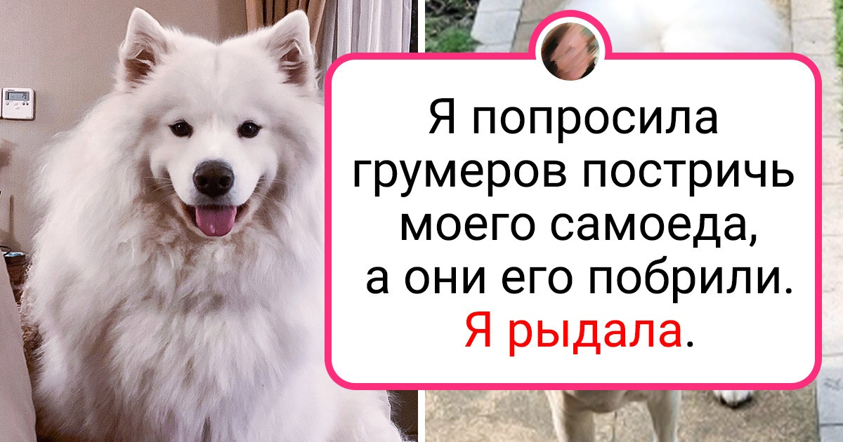 20+ домашних любимцев, которых после стрижки и родная мама не узнает