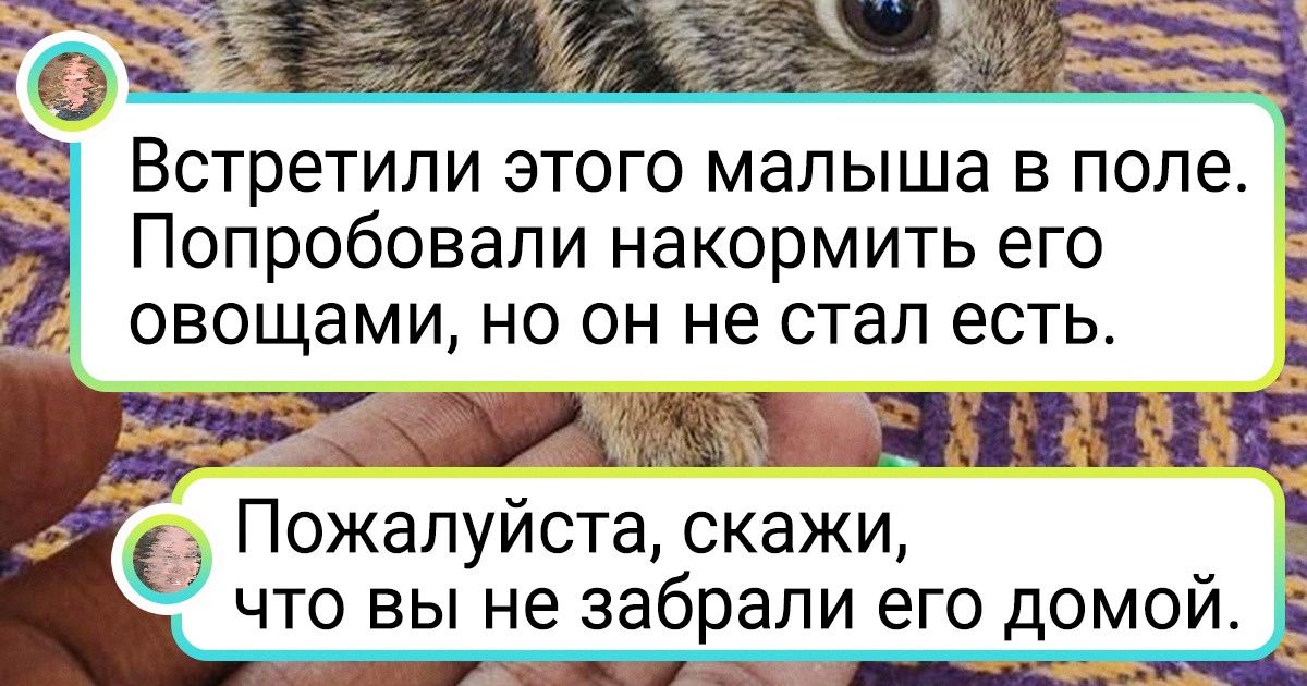 17 диких животных и птиц, которые решили устроить людям незабываемую встречу