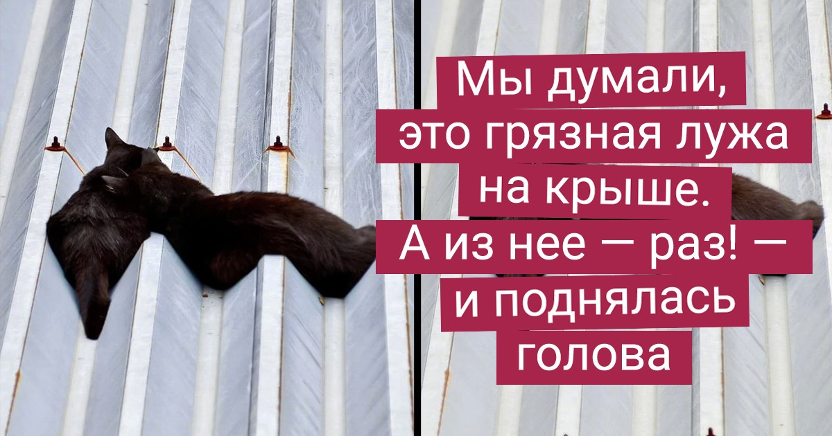 15+ «жидких» котов, которые способны просочиться в любую щель
