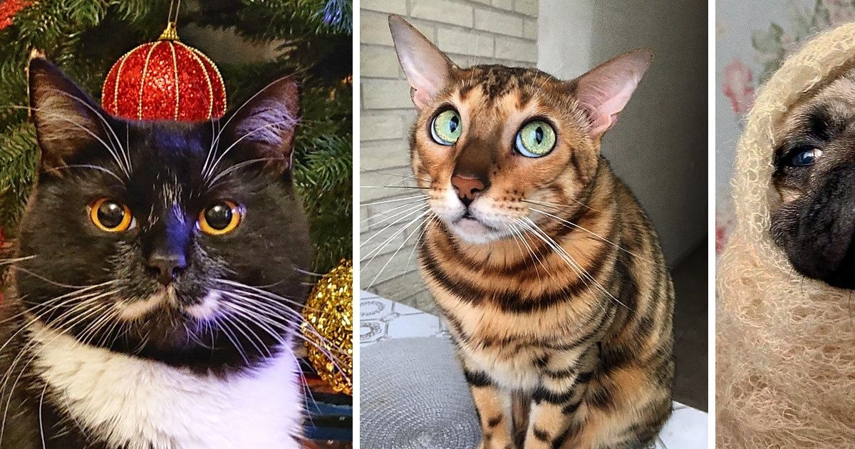 Читатели AdMe.ru показали своих питомцев, и мы не знаем, кто из них харизматичнее Читатели AdMe.ru показали своих питомцев, и мы не знаем, кто из них харизматичнее