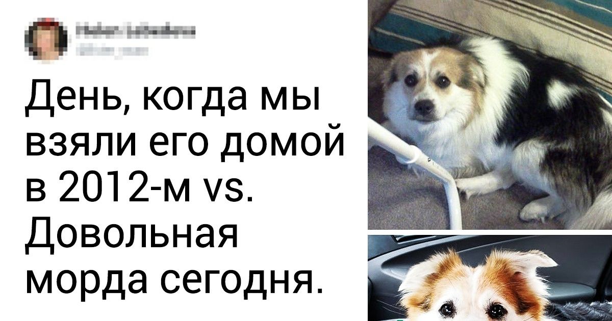18 животных, которых преобразила любовь 18 животных, которых преобразила любовь