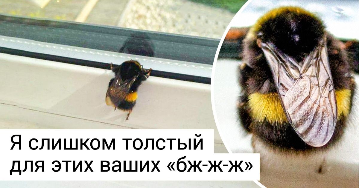 19 животных, которых природа лепила вслепую и конкретно напортачила с размерами 19 животных, которых природа лепила вслепую и конкретно напортачила с размерами