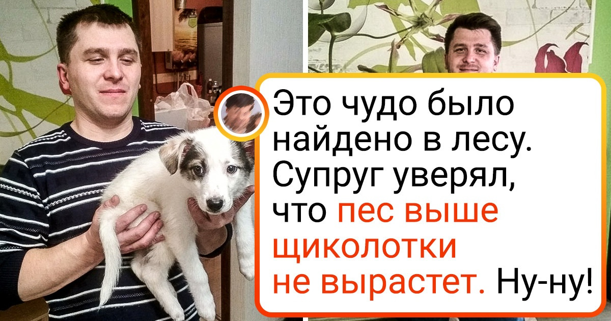 20+ домашних любимцев, которые взяли и вымахали из пушистых комочков в хвостатых лошадок 20+ домашних любимцев, которые взяли и вымахали из пушистых комочков в хвостатых лошадок