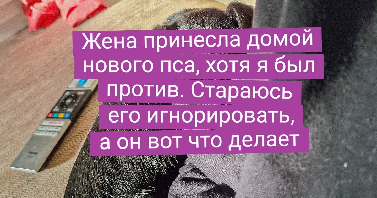 15 пушистых, при взгляде на которых сложно сдержать порыв завести себе такого же 15 пушистых, при взгляде на которых сложно сдержать порыв завести себе такого же