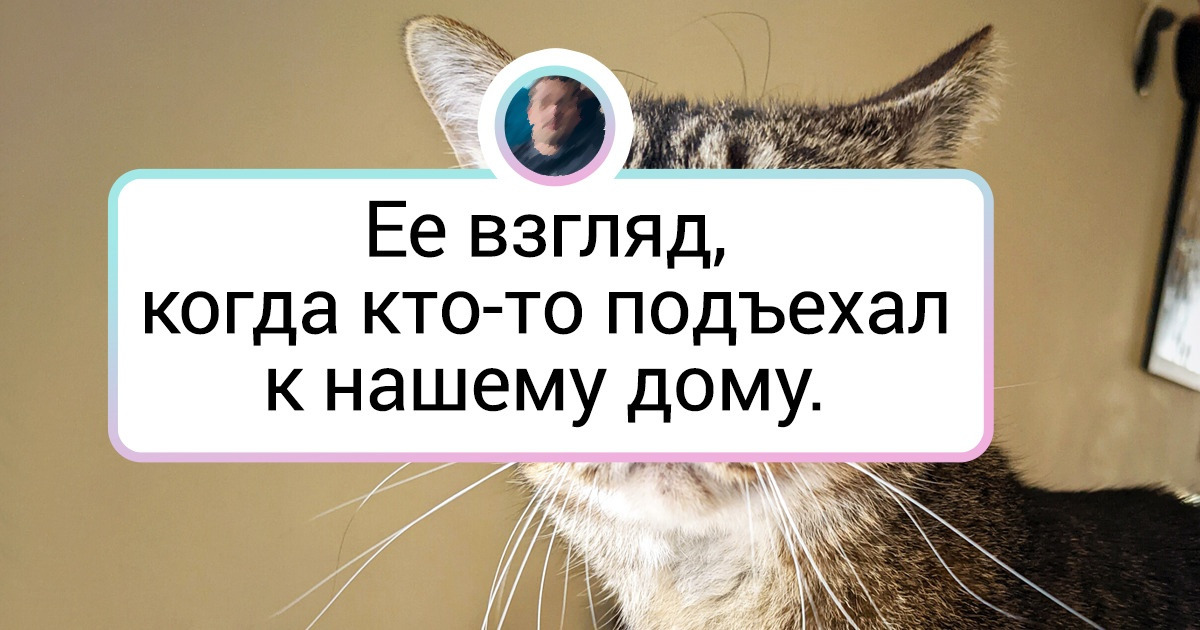 20 питомцев, мимика которых настолько выразительная, что они могут вести курсы актерского мастерства 20 питомцев, мимика которых настолько выразительная, что они могут вести курсы актерского мастерства