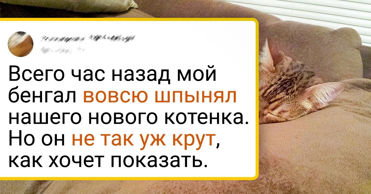 20+ фото нежной дружбы животных, которой по-доброму завидуешь 20+ фото нежной дружбы животных, которой по-доброму завидуешь
