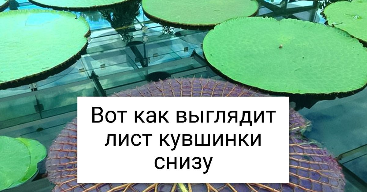 18 вещей, обратную сторону которых видели лишь единицы 18 вещей, обратную сторону которых видели лишь единицы