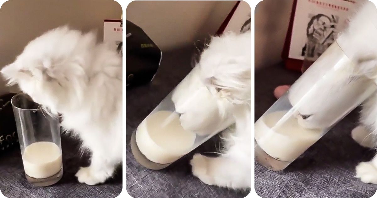 25 фото котов, девиз которых — «В моих поступках не было логики, я не умею жить по-другому» 25 фото котов, девиз которых — «В моих поступках не было логики, я не умею жить по-другому»