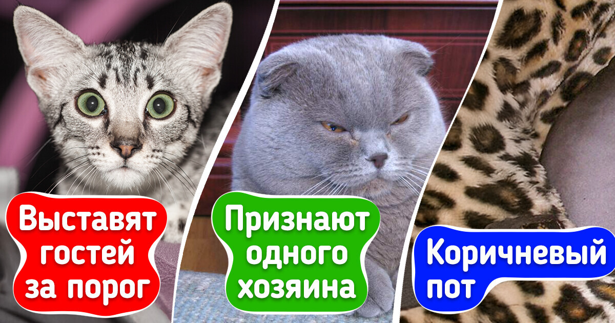 Прежде чем завести себе породистую кошку, узнайте эти 10 особенностей отдельных пород Прежде чем завести себе породистую кошку, узнайте эти 10 особенностей отдельных пород