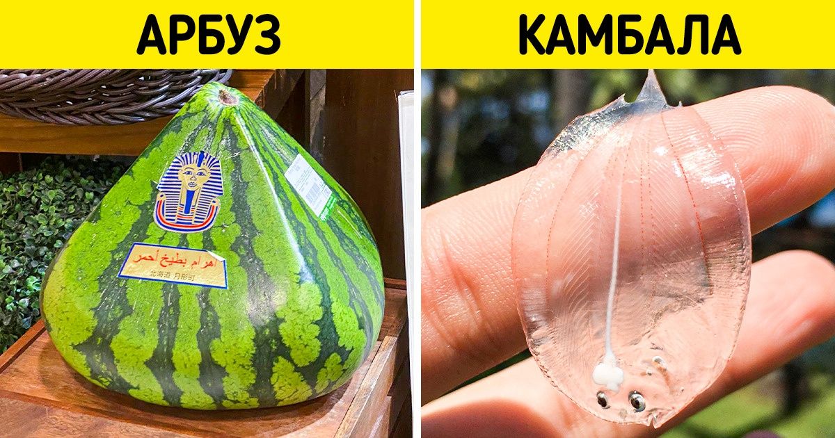 20+ вещей, которые мало кто видел своими глазами 20+ вещей, которые мало кто видел своими глазами