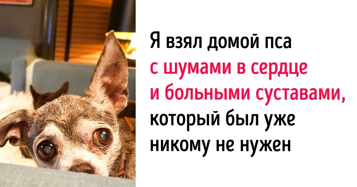 Мужчина забирает домой пожилых животных, у которых уже не было шансов обрести семью