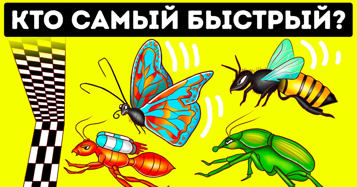 Кто победит в гонке среди самых быстрых жуков?