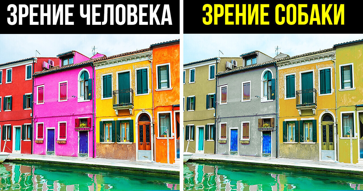 Собаки не дальтоники, и далеко не все они терпеть не могут почтальонов!