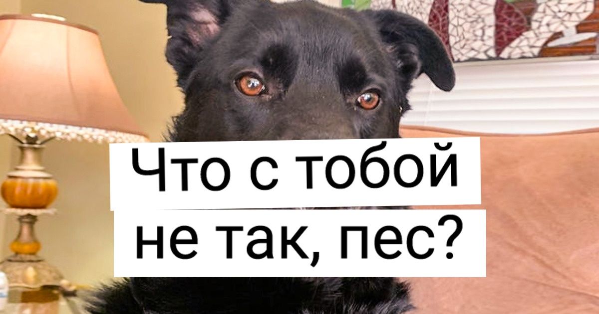 19 песиков, которых сфотографировали во время приступа легкого безумия