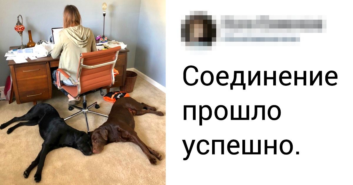20+ животных, которые знают, как эффектно занять место 20+ животных, которые знают, как эффектно занять место