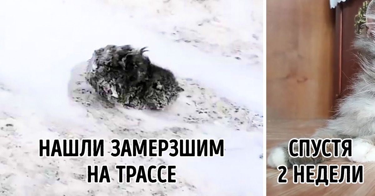 Как изменились брошенные котята, когда стали нужными и обрели новую жизнь Как изменились брошенные котята, когда стали нужными и обрели новую жизнь