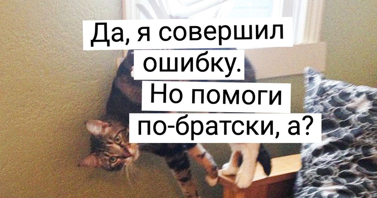 20 человек, которые пытались сделать милое фото своего кота и опять потерпели фиаско 20 человек, которые пытались сделать милое фото своего кота и опять потерпели фиаско