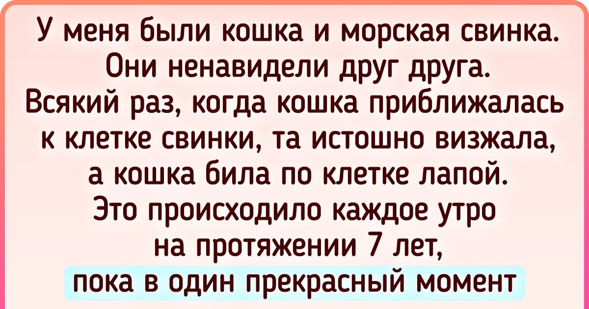 15+ историй о том, что больше одного питомца в доме — это не очень легко, зато нескучно 15+ историй о том, что больше одного питомца в доме — это не очень легко, зато нескучно