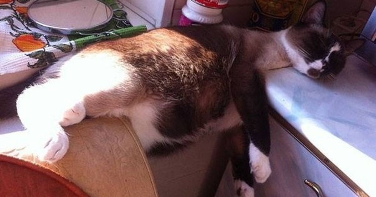 25 котов, познавших науку сна
