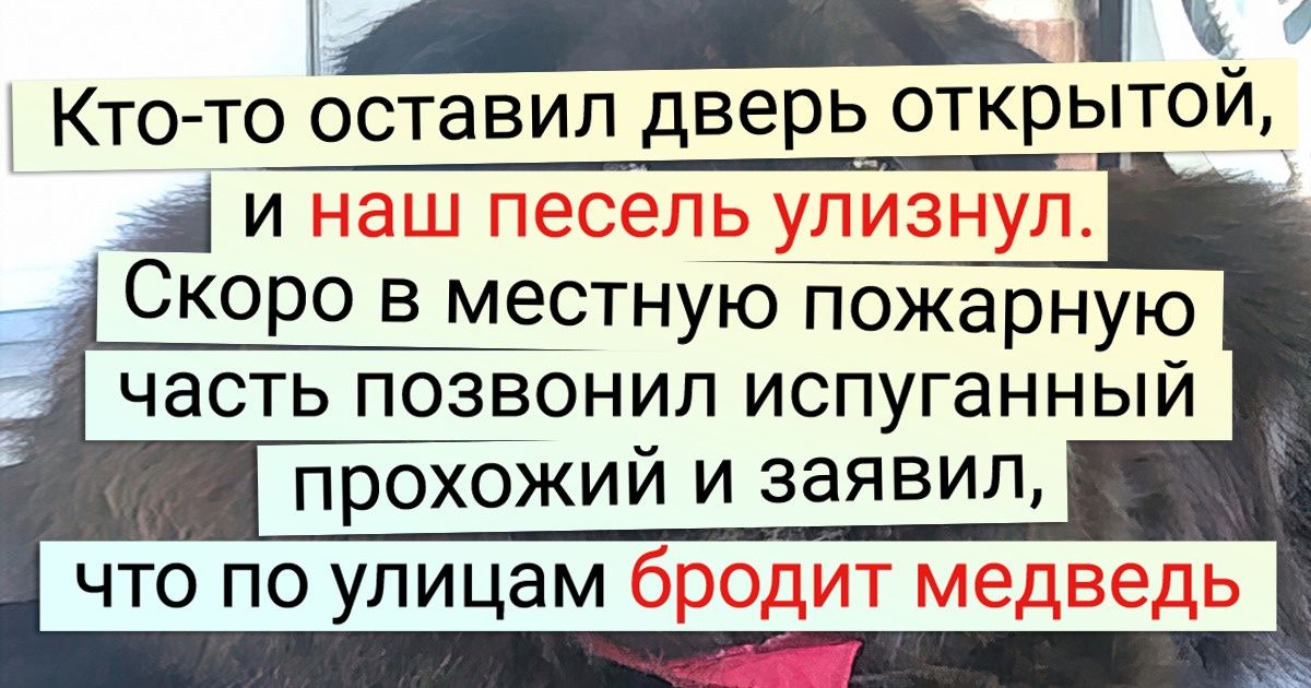 20+ случаев, когда пушистые комочки вымахали до размера слона, а сами и не заметили