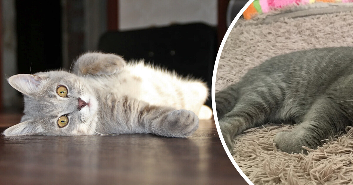 Хозяева отдали кота в добрые руки, а он взял и вернулся домой спустя 2 года Хозяева отдали кота в добрые руки, а он взял и вернулся домой спустя 2 года