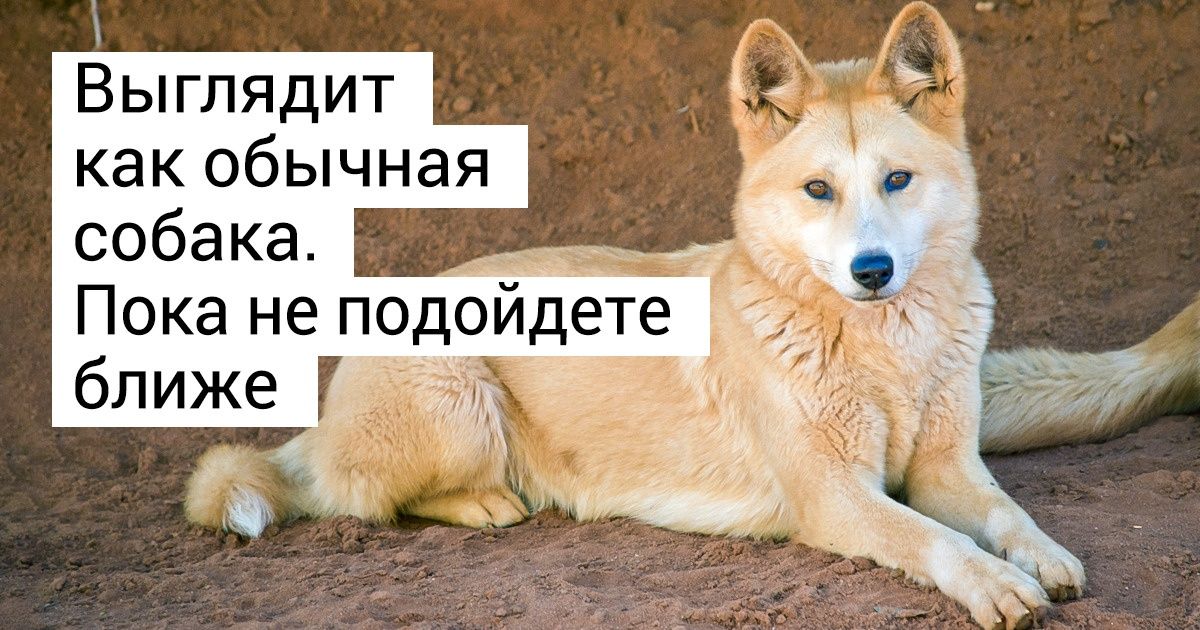 14 представителей животного мира, которые только притворяются лапочками 14 представителей животного мира, которые только притворяются лапочками