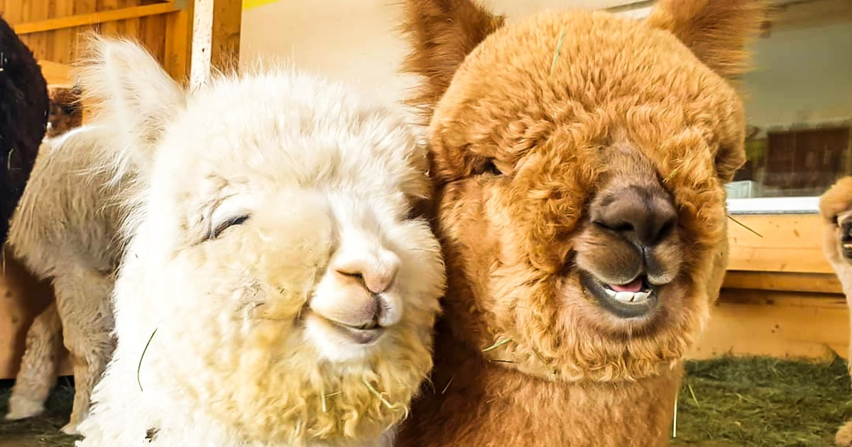 Мы не подозревали, но для полного счастья нам не хватало 17 фото альпака Мы не подозревали, но для полного счастья нам не хватало 17 фото альпака
