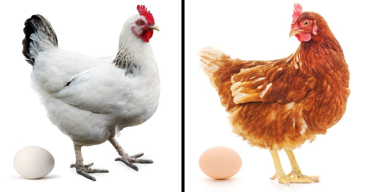 Какие яйца лучше, белые или коричневые?