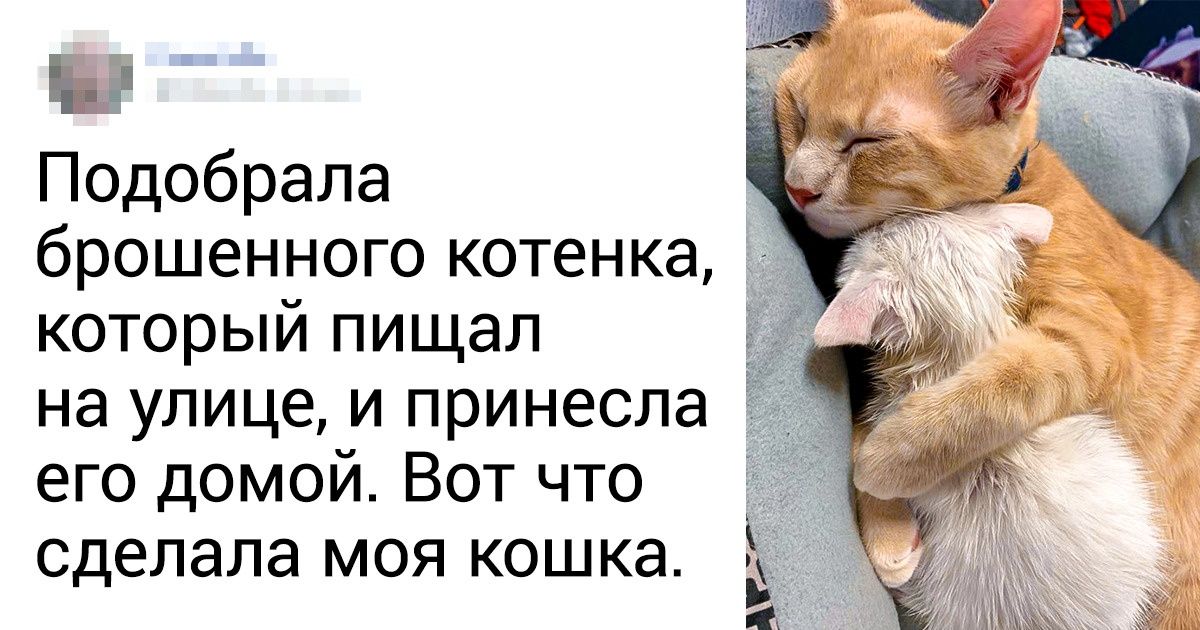 20 питомцев, у которых любви хватит на целый мир 20 питомцев, у которых любви хватит на целый мир