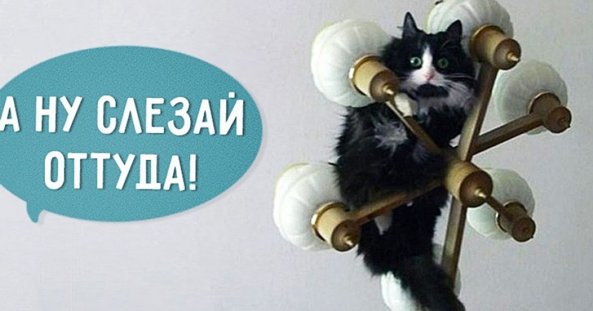 16 фраз, которые мы говорим своему коту