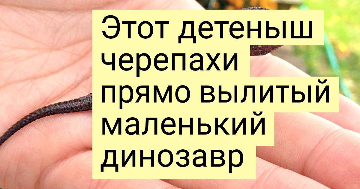 30+ наглядных доказательств того, что обаяние черепах безгранично 30+ наглядных доказательств того, что обаяние черепах безгранично