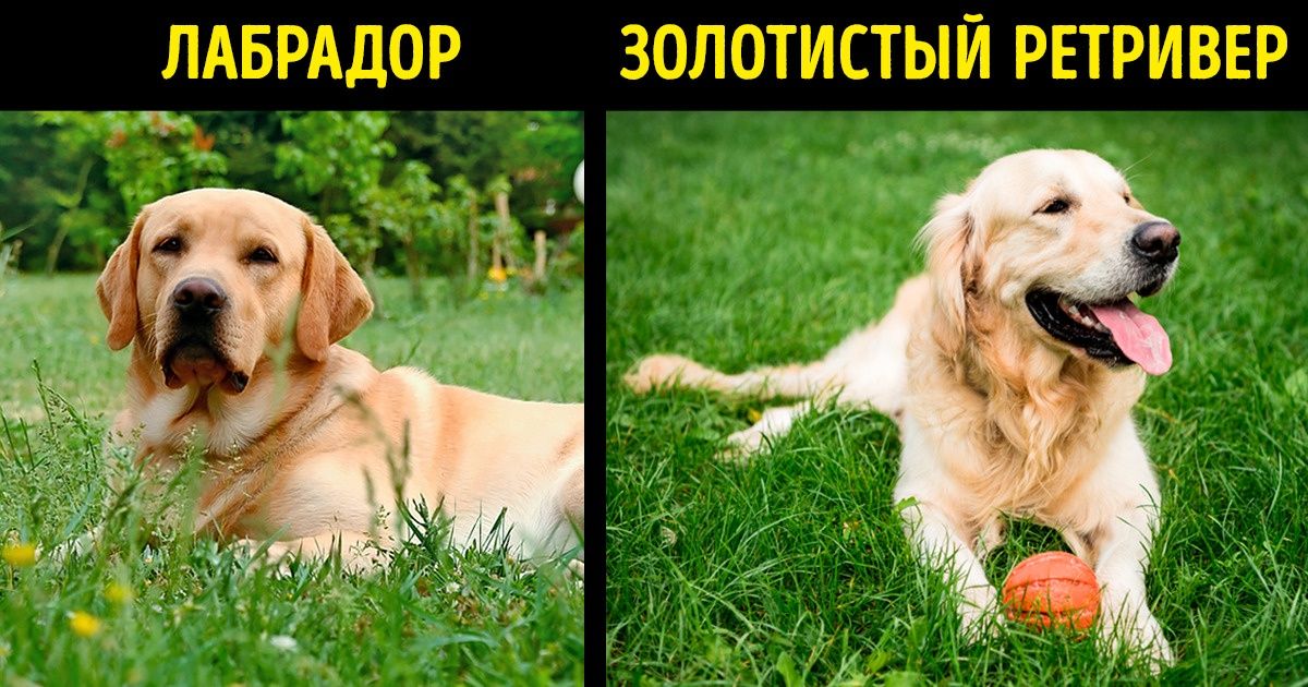 13 совершенно разных вещей, которые мы привыкли считать одинаковыми 13 совершенно разных вещей, которые мы привыкли считать одинаковыми