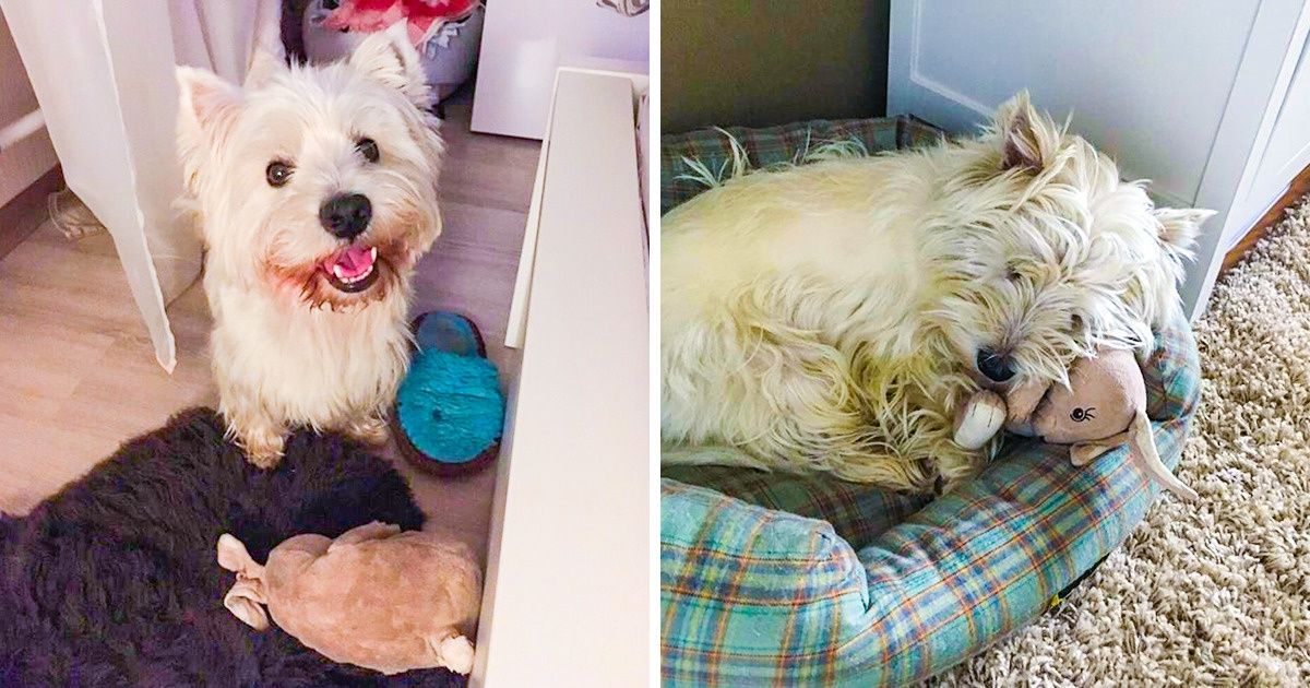 Этот пес обожает плюшевых зайцев, но их перестали выпускать. Пользователи интернета придумали, как помочь собаке