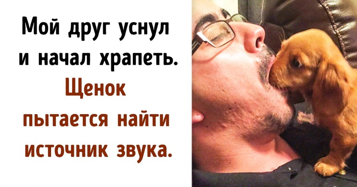 20+ животных, которые не могут понять, как устроены люди и что они вообще такое 20+ животных, которые не могут понять, как устроены люди и что они вообще такое
