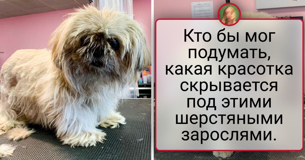 20 случаев, когда хозяева после стрижки питомца воскликнули: «Да это же совершенно другая собака!»