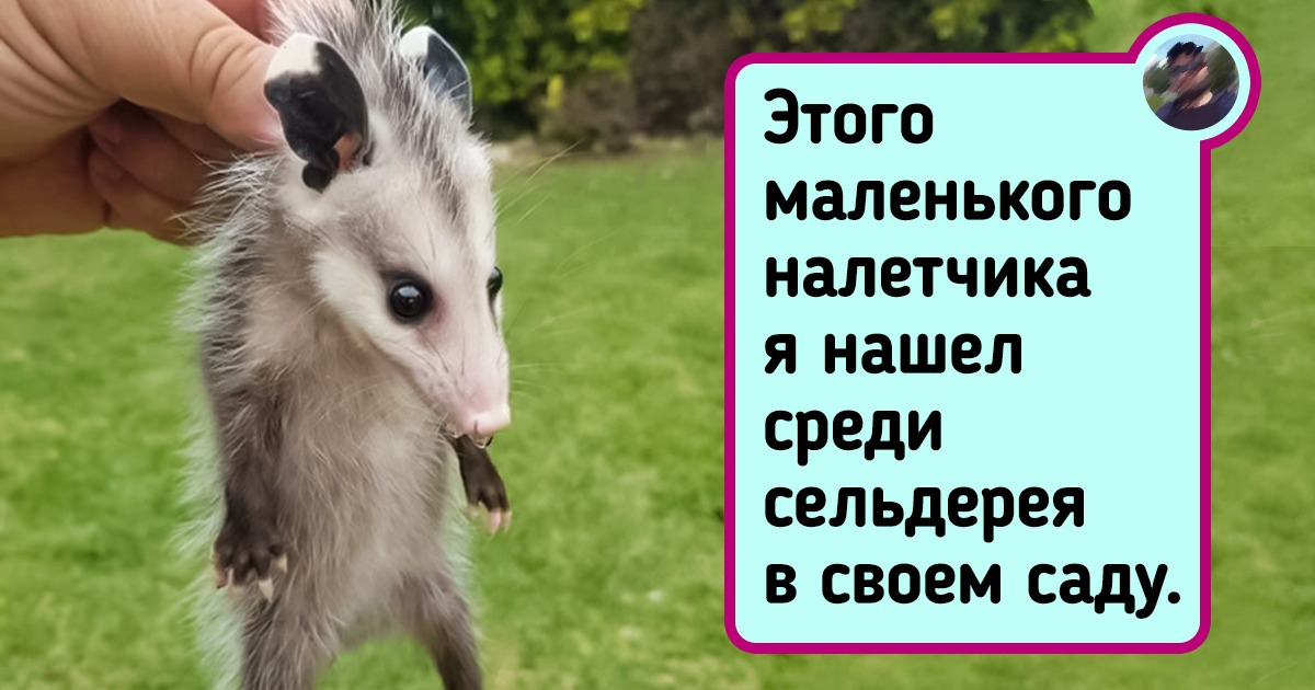 17 уморительных случаев, когда дикая природа ворвалась в жизнь человека 17 уморительных случаев, когда дикая природа ворвалась в жизнь человека